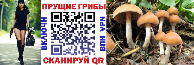 Галлюциногенные грибы Cubensis  Старица 